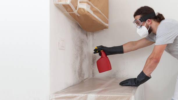 Basement Mold Remediation treatment on basement walls in North Bend